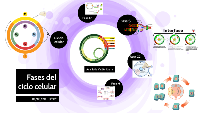 Ciclo Celular by sofia Valdes on Prezi
