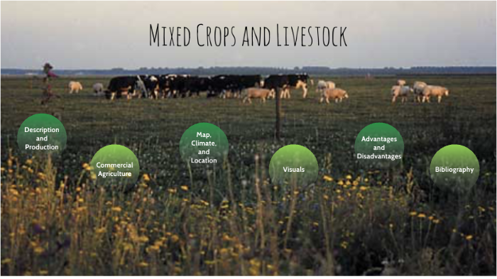 mixed crop and livestock farming