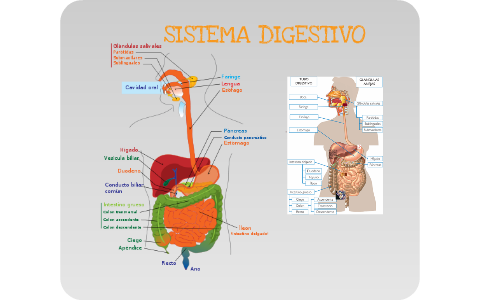 Sistema Digestivo by Alicia Zachary on Prezi Next
