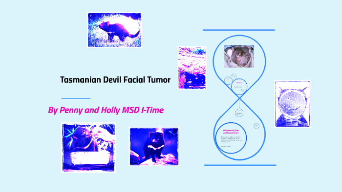 Tasmanian Devil Facial Tumor by Nicole Begg
