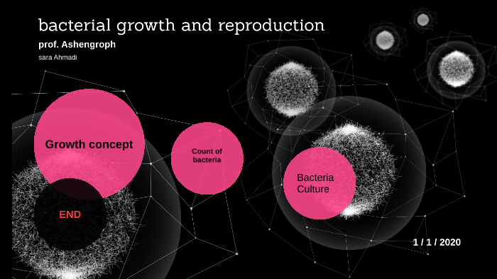 Bacterial Growth And Reproduction By Sara Ahmadi On Prezi   Zzm73jwg55k6zxfvglwa77vb6x6jc3sachvcdoaizecfr3dnitcq 3 0 