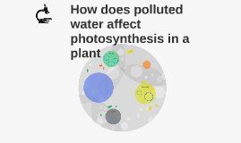 How does polluted water affect photosynthesis in a plant by Joseph