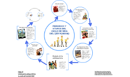 Periodos Y Etapas Del Ciclo De Vida Del Ser Humano Periodos Y Etapas Images