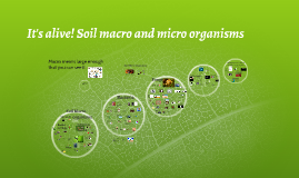 macro organisms soil prezi