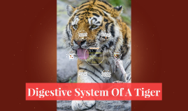 Digestive System Of A Tiger by Samirah Alsina on Prezi