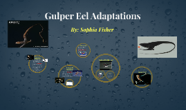 Gulper Eel Adaptations by Sophia Fisher on Prezi