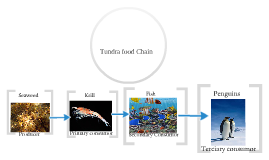 Tundra Food chain by Sara I on Prezi