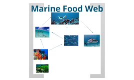 Hawaiian Monk Seal Food Web